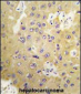 SGK3 Antibody (N-term)